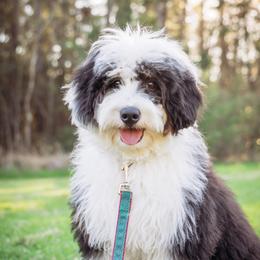 Cookie - Bernedoodle