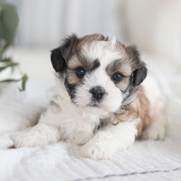 Maltipoo, Shichon, and Shihpoo Puppies from Timbercreek Puppies