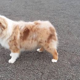 Ruby - Miniature American Shepherd