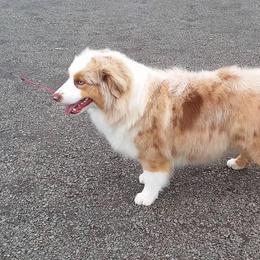 Ruby - Miniature American Shepherd