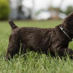 Boykin Spaniels from Lake Lands Boykin Spaniels