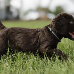 Boykin Spaniels from Lake Lands Boykin Spaniels