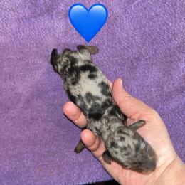 Zeus - Dapple male Dachshund puppy in Grass Valley, California from Mis Doxie