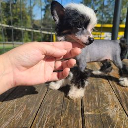 Hhl female - Black white and tan female Chinese Crested puppy in New Castle, Pennsylvania from Long Rotts & Long Haul Cresteds