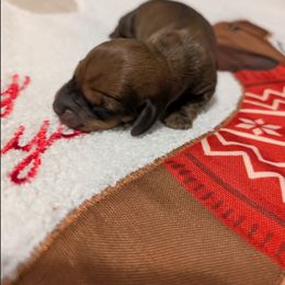 Girl Born 5th - Sable female Dachshund puppy in Bunnell, Florida from Briana's Dachshunds