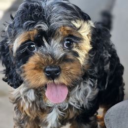 Aussiedoodle, Cockapoo, and Goldendoodle Puppies from Hilltop Doodles KY LLC