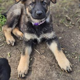 German Shepherd Puppies from Von Thomson Haus