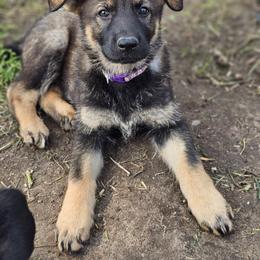German Shepherd Puppies from Von Thomson Haus