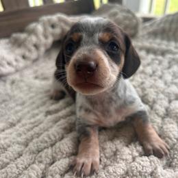 Chocolate And Tan Piebald Male 2 - Piebald male Dachshund puppy in Blackstone, Virginia from Cheyenne's Dachshunds