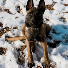 Katana - Black and rust female Doberman Pinscher puppy in Chamois, Missouri from Ranchers Companion Doberman Kennel