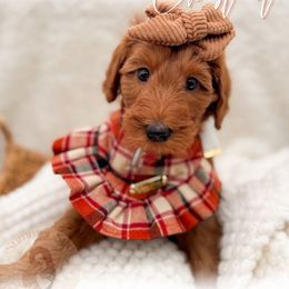 Chestnut - Red  female Goldendoodle puppy in California City, California from Summer Sun Doodles