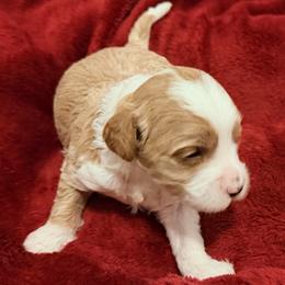 Charming - Red  male Goldendoodle puppy in Bradenton, Florida from Christianna’s Mini Goldendoodles