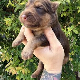 Green - Liver male German Shepherd puppy in California from Singleton Shepherds