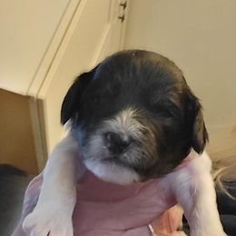 George - Black and white male Cavapoo puppy in Bourbonnais, Illinois from Maggie's Cavapoo Puppies