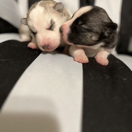 Siberian Husky Puppies from Vixen Siberians