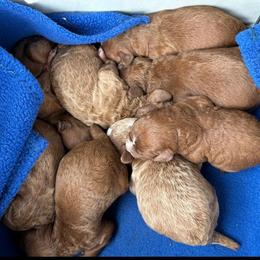 Boy 5 - Red  male Poodle puppy in Silverton, Oregon from Rambler Goldens