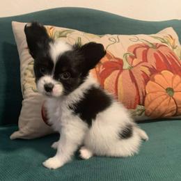 Cuddles - Black brown and white male Papillon puppy in Lake Wales, Florida from Papillon's of Polk County Florida