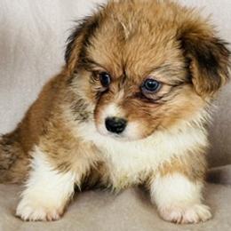 Girl 3 - Fawn female Pembroke Welsh Corgi puppy in Huntington Beach, California from Gingerbread