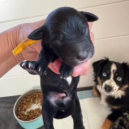 Prince - Black tri male Toy Australian Shepherd puppy in Columbia Falls, Montana from Firefly Aussies & Aussiedoodles