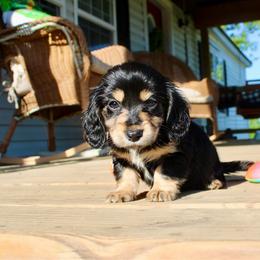 Daisy - Black and tan female Dachshund puppy in Ben Lomond, Arkansas from Miesha Carver's Bulldogs