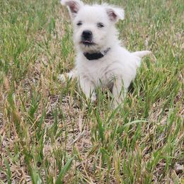 Black - White female West Highland White Terrier puppy in Cedaredge, Colorado from Bloom Puppies