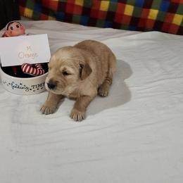 Arnie - Golden male Golden Retriever puppy in Grant, Michigan from Precious Kennel Retrievers