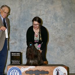 Jack - Shih Tzu