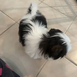 Shih Tzu Puppies from Ashley Haynes