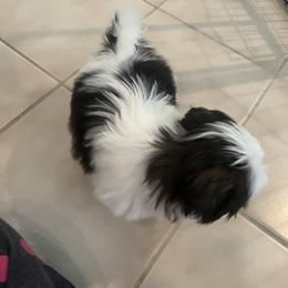 Shih Tzu Puppies from Ashley Haynes