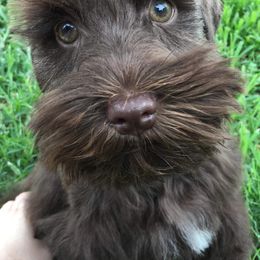 Miniature Schnauzer Puppies from Apples schnauzers