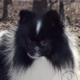 Comet - Pomeranian
