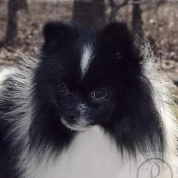 Comet - Pomeranian