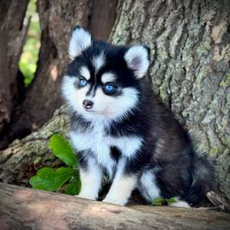 Tiny Toy Jackson - Black and white male Pomsky puppy in Perkins, Oklahoma from A-Dream Pomsky Kennel