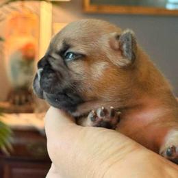 Hubble - Fawn male French Bulldog puppy in Almo, Kentucky from Busy Bee French Bulldogs