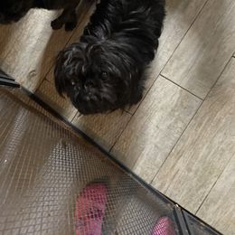 Brussels Griffon puppies from Alias I Am Brussels