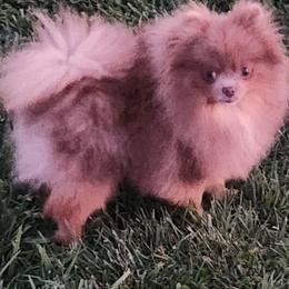 Tatum (upcoming) - Pomeranian