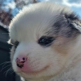 Captain - Merle male Pomsky puppy in Spokane, Washington from CJ White's Poms and Pomskies