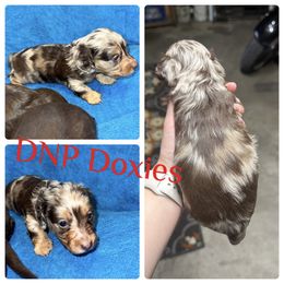 Dachshund Puppies from DNP Doxies