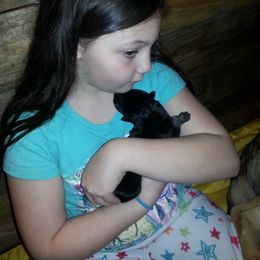 German Shepherd Puppies from Countryside Kennel