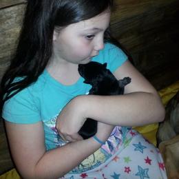 German Shepherd Puppies from Countryside Kennel