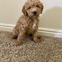 Bernedoodle and Labradoodle Puppies from Royal Doodles