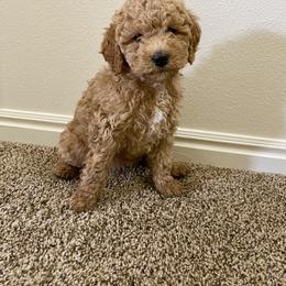 Bernedoodle and Labradoodle Puppies from Royal Doodles