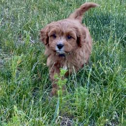 Boy 3 - male Cavapoo puppy in Port Angeles, Washington from God Speed Paws