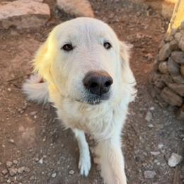 Luna - Great Pyrenees