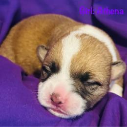 Athena - Sable female Pembroke Welsh Corgi puppy in Toccoa, Georgia from The Grooming Barn LLC/ Wet Dog Ranch