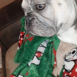 Olive - French Bulldog