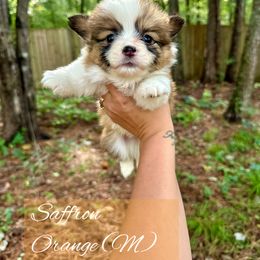 Saffron - Red male Pembroke Welsh Corgi puppy in White, Georgia from Royal Diamond Corgis