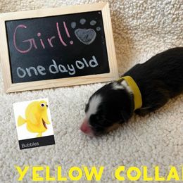 Australian Shepherd Puppies from Kayla's Aussies