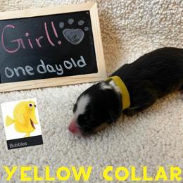 Australian Shepherd Puppies from Kayla's Aussies