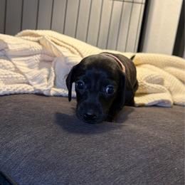 Duchess - Black female Dachshund puppy in Los Angeles, California from Dachshunds of the Desert